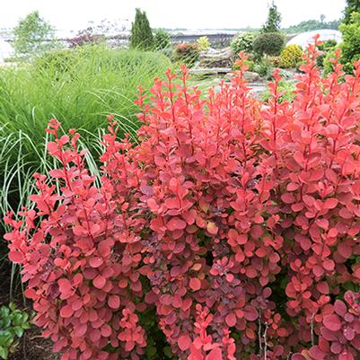 Orange Rocket Barberry Berberis