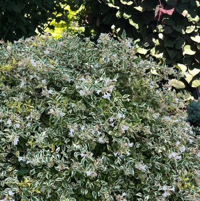 Twist of Lime™ Abelia Abelia