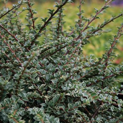 Northern Borders™ Var. Cotoneaster Cotoneaster