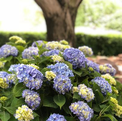 Nantucket Blue™ Hydrangea Hydrangea