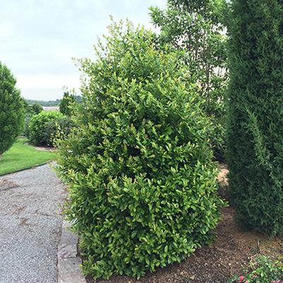 Centre Court™ Cherry Laurel Prunus