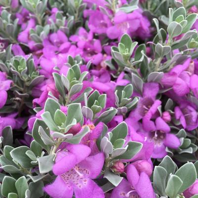 Desperado® Sage Leucophyllum