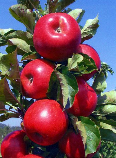 Tasty Red™ Malus