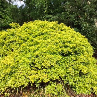 Eureka Gold™ Ilex