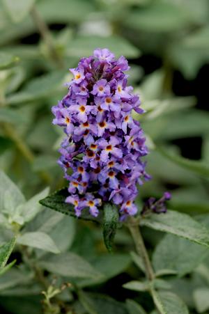 Blue Heaven Butterfly Bush Buddleia