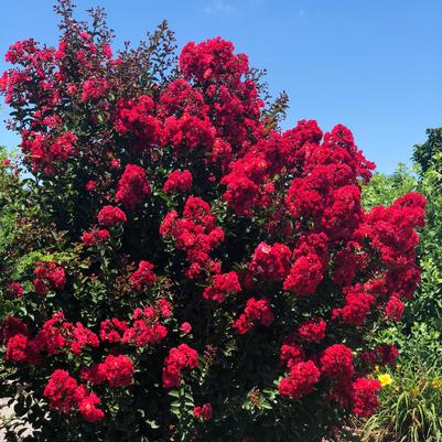 Princess Zoey™ Crapemyrtle Lagerstroemia