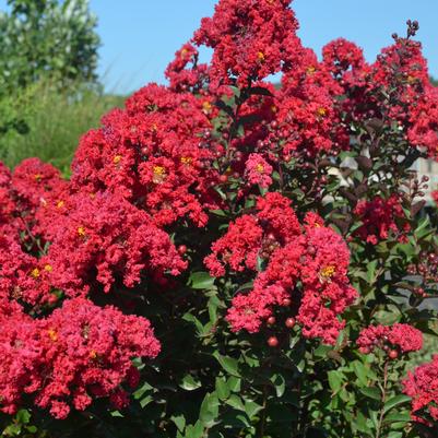 Princess Holly Ann™ Crapemyrtle Lagerstroemia