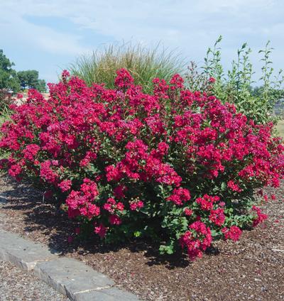 Princess Kylie™ Crapemyrtle Lagerstroemia