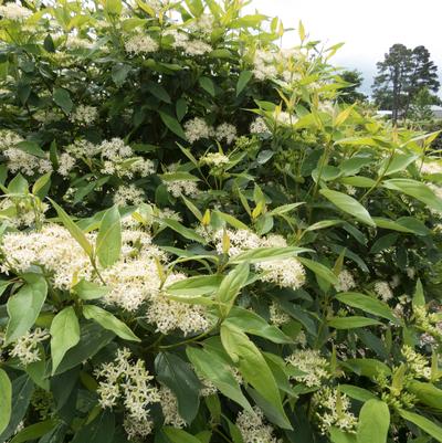 Irish Setter™ Dogwood Cornus