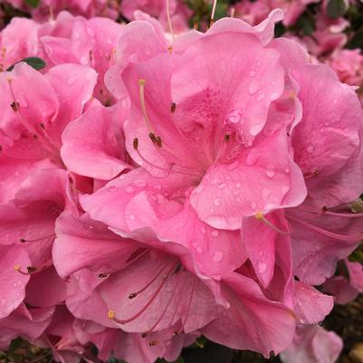 Pink Adoration™ az Rhododendron