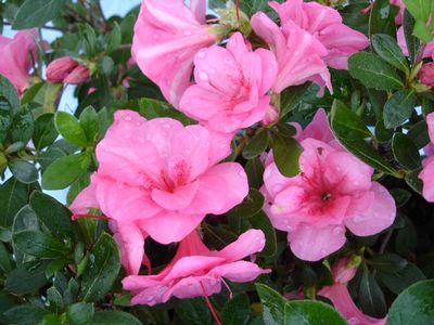 Bloom-A-Thon® Cherry Pink Prestige™ Azalea az Rhododendron