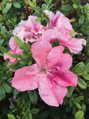 Blush Elegance™ az Rhododendron