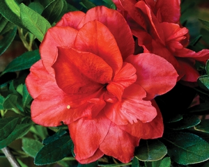 Coral Amazement™ az Rhododendron