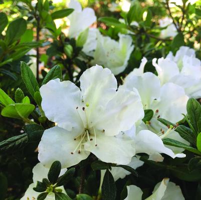 Bloom-A-Thon® Pearl Azalea az Rhododendron