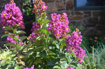 Princess Jaden™ Crapemyrtle Lagerstroemia