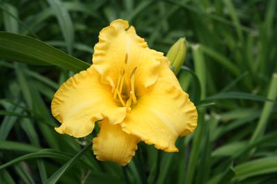 Key Largo Moon™ Hemerocallis