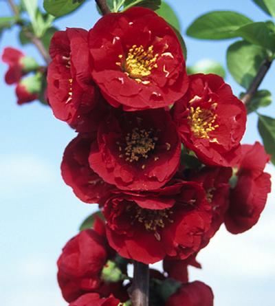 Red Premier™ Quince Chaenomeles