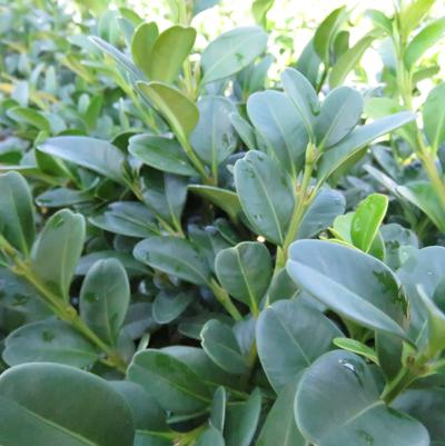 Shadow Sentry™ Boxwood Buxus