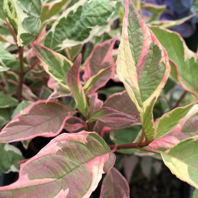 Touch of Elegance™ Dogwood Cornus