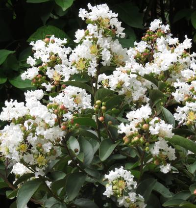 Enduring ™ White Crapemyrtle Lagerstroemia