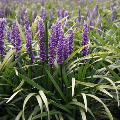 Purple Explosion Liriope Liriope
