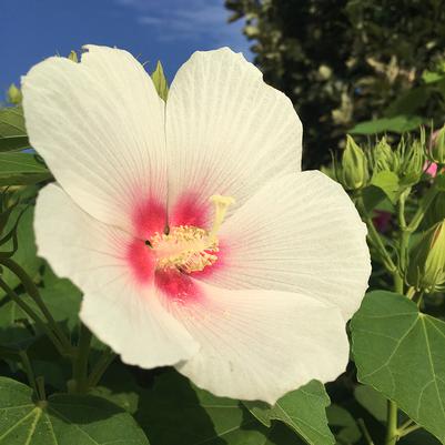 Big Hit™ White Hardy Hibiscus Hibiscus