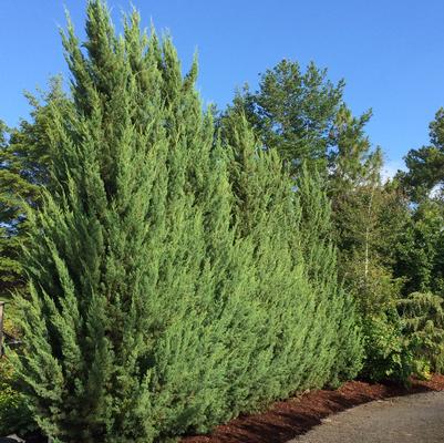 Blue Spires™ Juniperus