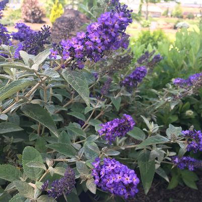 True Blue Butterfly Bush Buddleia