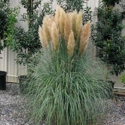 Blue Bayou Pampas Grass Cortaderia