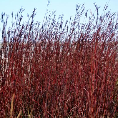 Red October Big Bluestem Andropogon