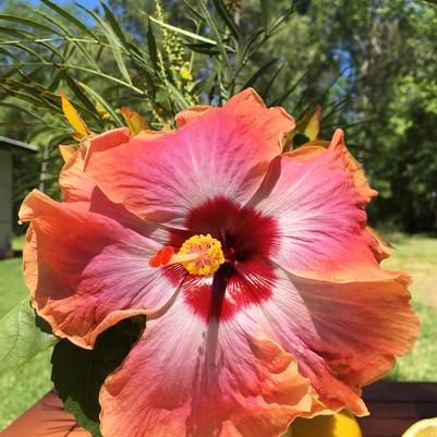 Rumrunner Hibiscus TR Hibiscus