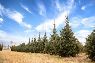 Skinny Blue Genes™ Black Hills Spruce Picea