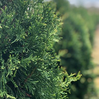 Slender Giant™ Arborvitae Thuja