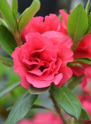 Bloom-A-Thon® Red Magnificence™ Azalea az Rhododendron