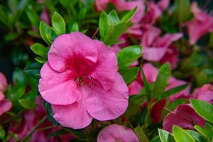 Bloom-A-Thon® Pink Cupcake™ Azalea az Rhododendron