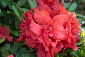 Ruby Starburst™ az Rhododendron