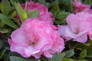 Pink Snowcap™ az Rhododendron