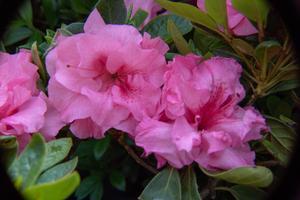 Pink Corsage™ az Rhododendron