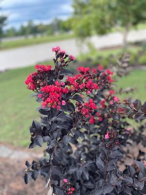 Thunderstruck™ Ruby Crapemyrtle ts Lagerstroemia