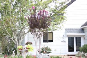 Thunderstruck™ Lavender Skies™ Crapemyrtles ts Lagerstroemia