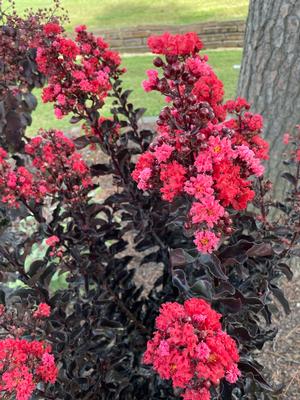 Thunderstruck™ Rumblin' Red™ Crapemyrtle ts Lagerstroemia