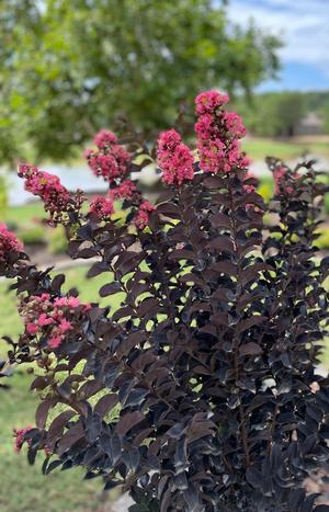 Thunderstruck™ Coral Boom™ Crapemyrtle ts Lagerstroemia