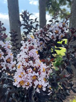 Thunderstruck™ White Flash™ Crapemyrtle ts Lagerstroemia