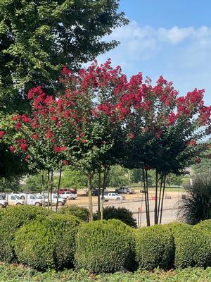 Colorama™ Scarlet Crapemyrtle Lagerstroemia