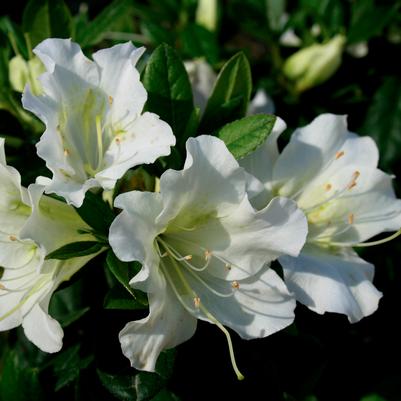 Bloom-A-Thon® White Azalea az Rhododendron
