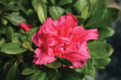 Bloom-A-Thon® Hot Pink Azalea az Rhododendron