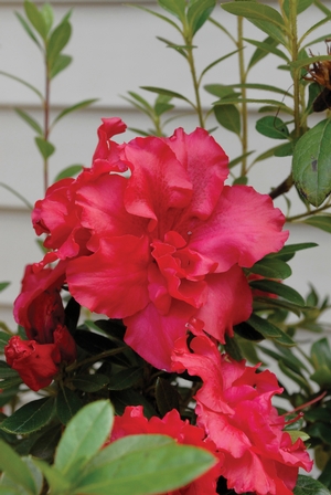 Bloom-A-Thon® Red Azalea az Rhododendron
