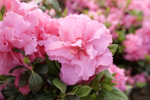 Bloom-A-Thon® Double Pink Azalea az Rhododendron