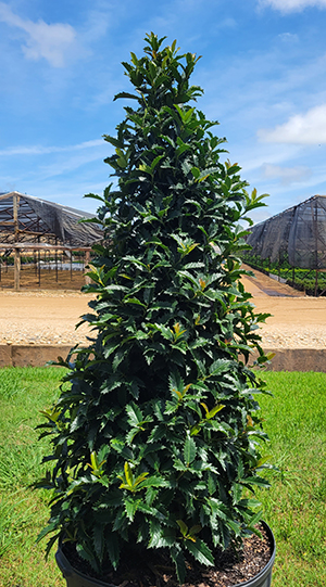 Crown Point™ Holly - COMING 2024! Ilex