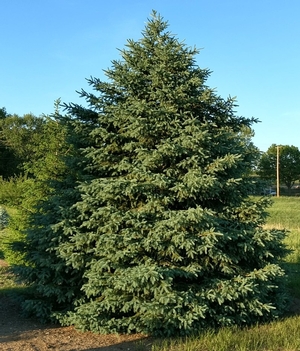 Blue Thunderbolt™ Spruce Picea